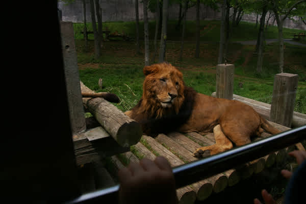 多摩動物公園 S A M U R A I