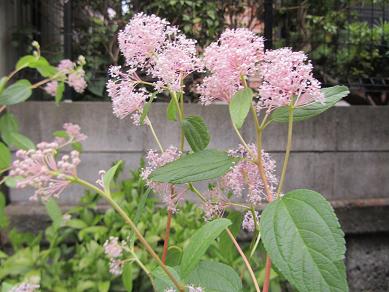 その花の名前はセアノサス マリーサイモン ぶな太の四季折々 その花の名前はセアノサス マリーサイモン ぶな太の四季折々
