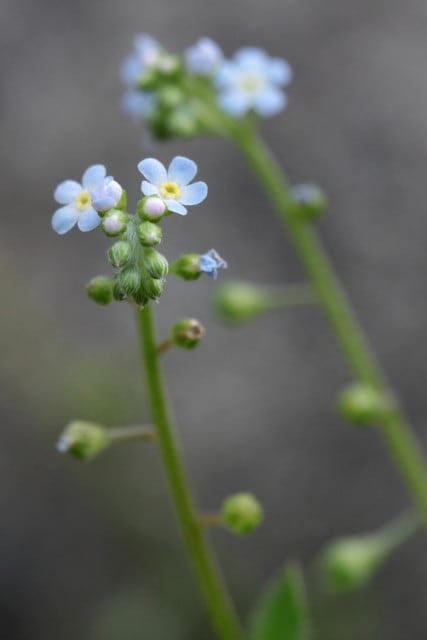 キュウリグサ