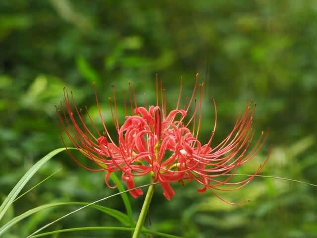 彼岸花の開花＠くずはの家 2025 - 大山鹿さんの野鳥＆野草