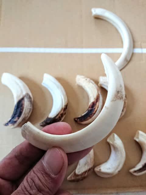 猪の牙 Paikaji Walker 猪の牙 Paikaji Walker