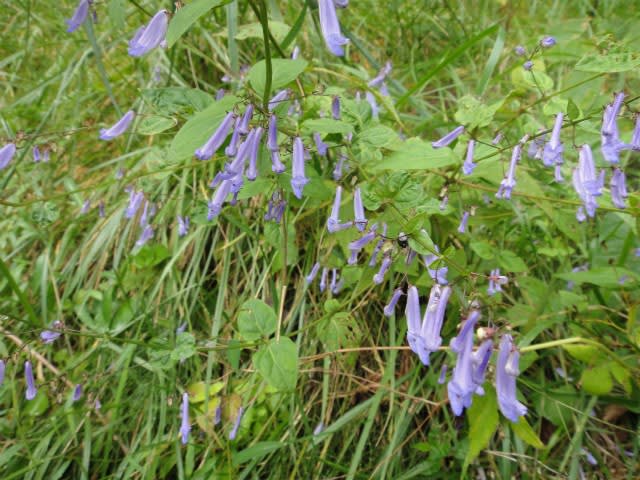 赤と紫色の山野草 １０月４日 こりんの遊び部屋