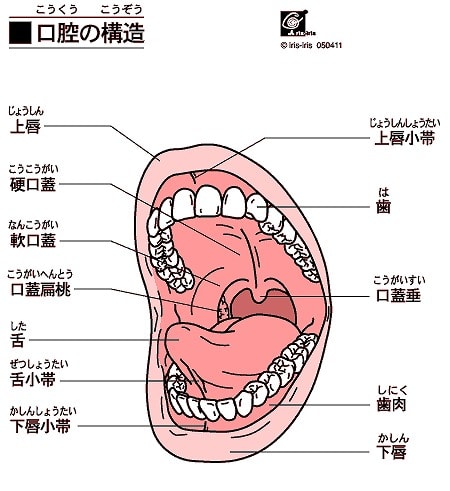 唇 と 歯茎 の 筋