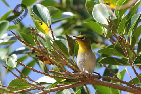 リュウキュウメジロ｜西表島の野鳥観察体験