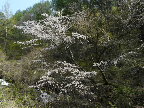 高ボッチ山麓の桜
