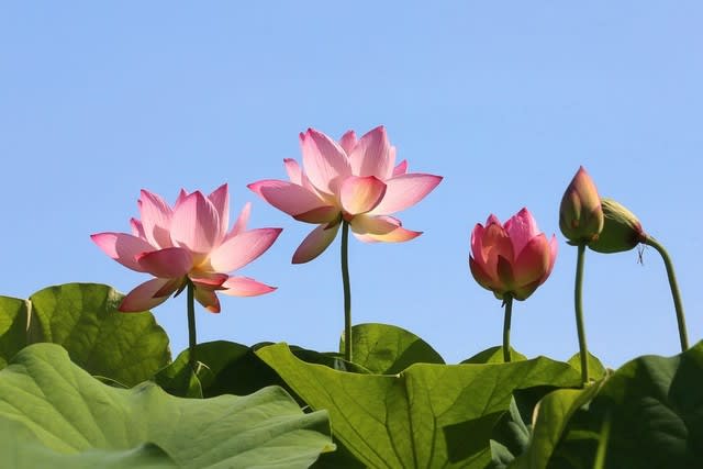 梅雨明けに咲く蓮の花 Free Will 楽天ブログ