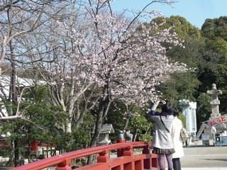 鎌倉鶴岡八幡宮の早咲き桜 遊ぶ探偵０４６７鎌倉