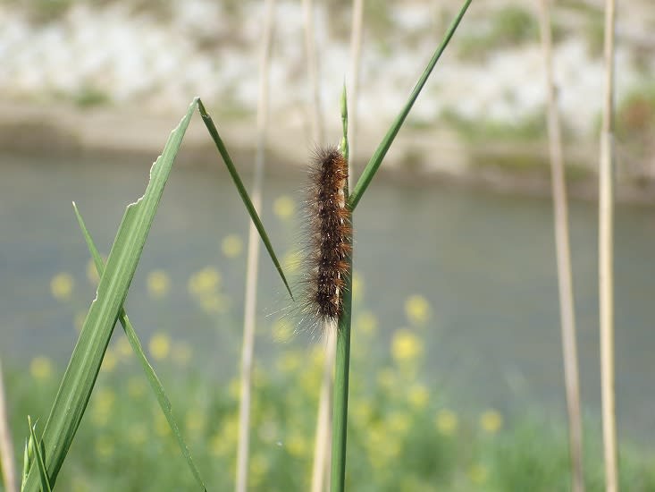 ４月２４日 この毛虫の名前 やっと確保です 南丹の身近な自然