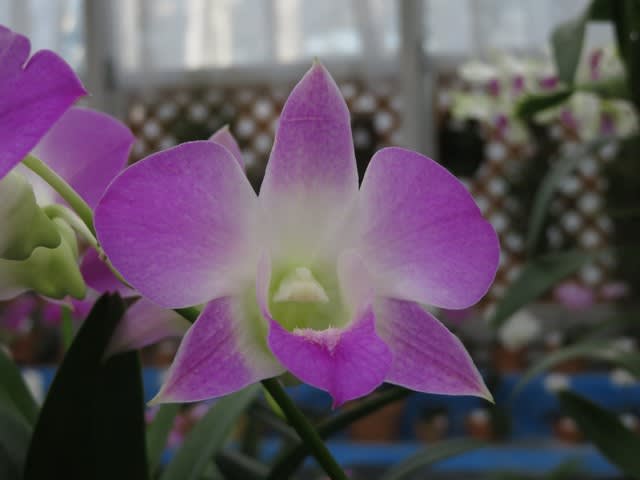 薄紫の色合いのきれいなラン デンドロビウム ファレノプシス サクラ 蘭シリーズ 37 野の花 庭の花