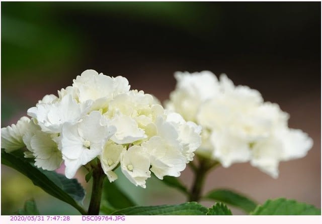 アジサイ 白い花のてまり咲き 散歩写真