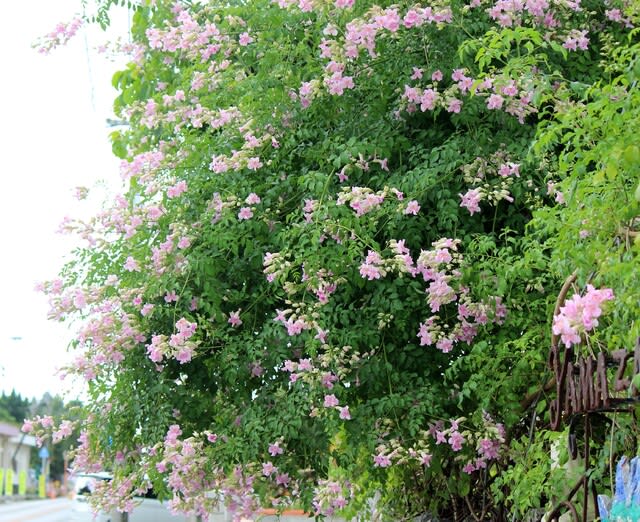 ピンクノウゼンカズラ - 沖縄の四季の花