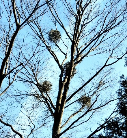 木に付いてるこれは何 スズメバチの巣 ガの繭 カマキリの卵鞘 他 花と徒然なるままに