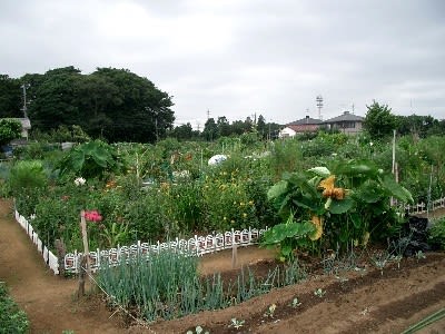 菜園２