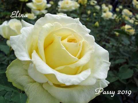 薔薇の園 ２０１９ Vol ３２ エリナ 生田緑地ばら苑 Passy With ひな Coco