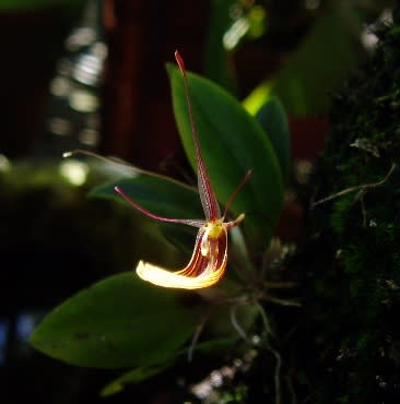 Rstpbrachypus2273 Rstpbrachypus2273