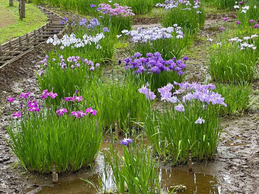 明治神宮の菖蒲が見頃でした - ミケマル的　本の虫な日々