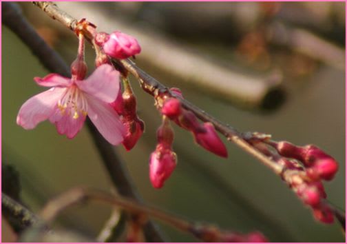 早咲きの桜 下2