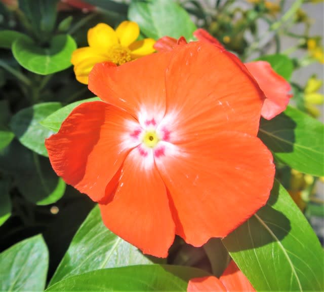 ニチニチソウ 夏みかん ｍａｙｕ的 ゆる旬花ライフ のブログ カフェ ゆるく旬花 食材を愛でカフェ タイムをどうぞ