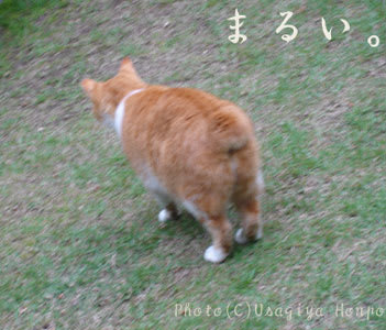 まるいしっぽの猫 Usagiya Katakoto ウサギヤホンポのカタコト