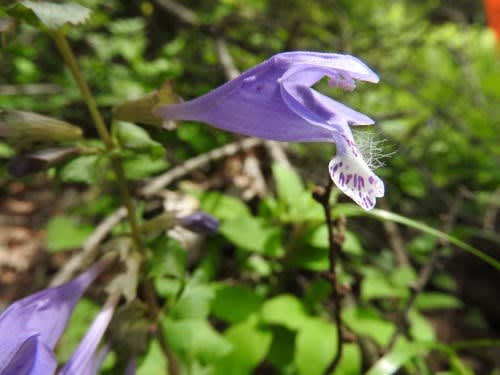 高ボッチ高原・鉢伏山で最近咲いている花　ラショウモンカズラ（羅生門葛）