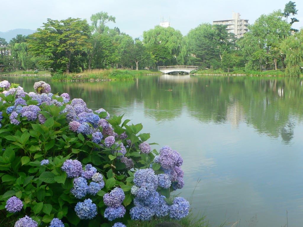 ６月の花 紫陽花は 梅雨がない札幌では７月末から８月上旬に開花し カタツムリが生息可能な環境でなし 天命を知る齢に成りながらその命を果たせなかった男の人生懺悔録