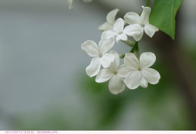 ライラック 庭の花 都内散歩 散歩と写真 ライラック 庭の花 都内散歩 散歩と写真