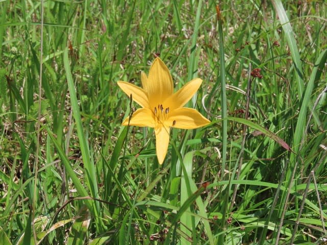 高ボッチ高原・鉢伏山で最近咲いている花　ゼンテイカ（禅庭花）