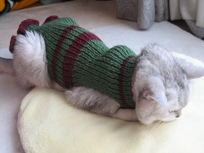 新しい宇治金時色のセーター着てひなたぼっこ