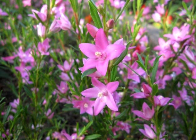サザンクロス かわいい星形のピンクの花が人気 く にゃん雑記帳