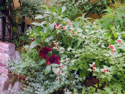 夏のお庭もおしゃれに モデルガーデン 有機栽培 無農薬の庭づくり ガーデンカウンセラーたみこさんのブログ