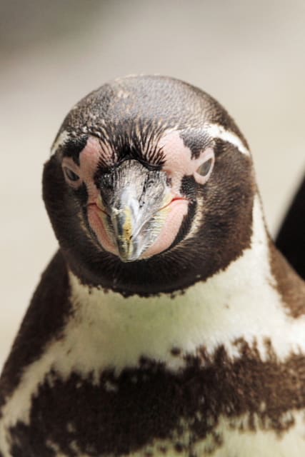 動物園 動物写真その19 ペンギン Toppo World