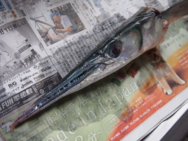 大きめのダツ いぞらど Isolado 魚骨日誌 大きめのダツ いぞらど Isolado 魚骨日誌