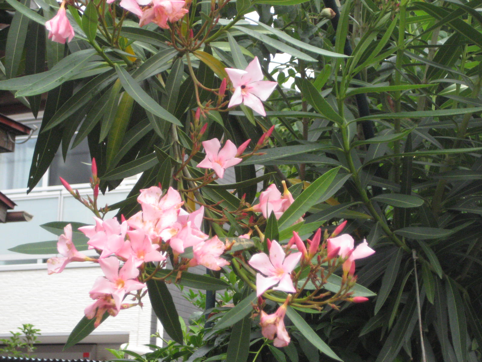 キョウチクトウ 夾竹桃 花熟里 けじゅくり の静かな日々 キョウチクトウ 夾竹桃 花熟里 けじゅくり の静かな日々