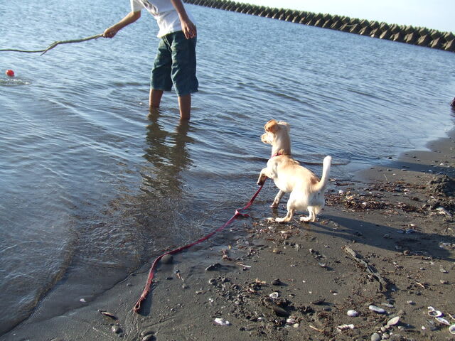 あずき海でボール１