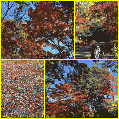 神戸の再度山の紅葉 ぎんちゃんのブログ 神戸の再度山の紅葉 ぎんちゃんのブログ