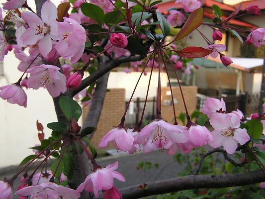 花海棠 ハナカイドウ らいちゃんの家庭菜園日記