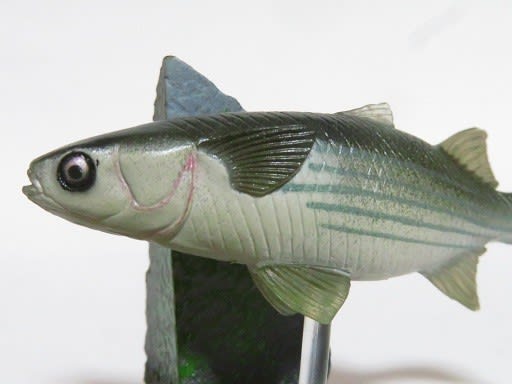 原色海水魚図鑑 鯔 お気楽忍者のブログ 弐の巻
