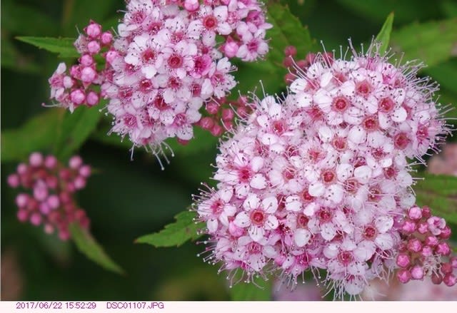 誕生日の花 6月22日 シモツケ 都内散歩 散歩と写真 誕生日の花 6月22日 シモツケ 都内散歩 散歩と写真