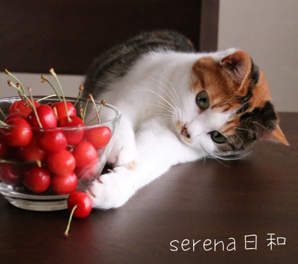 さくらんぼと猫 セレナ日和
