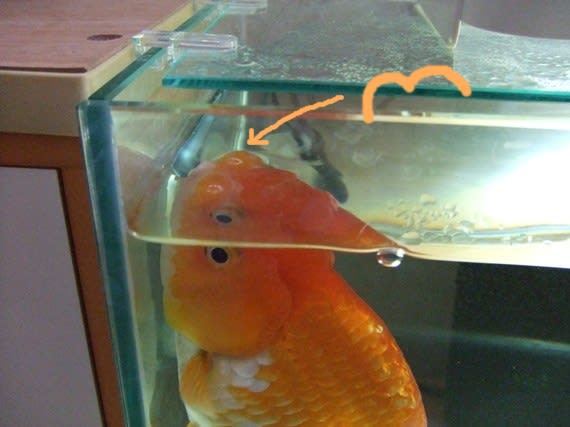 ケツ顔らんちう 名前の由来 ケツ顔らんちう でぶたん