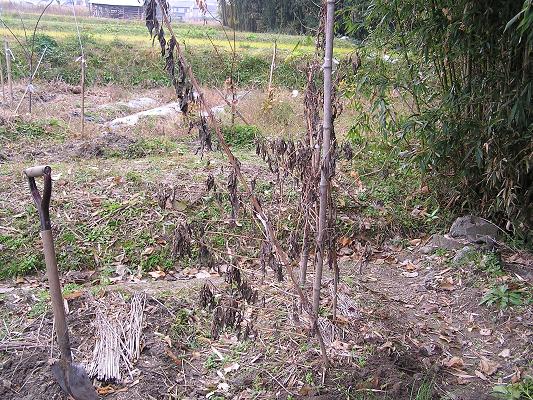 キクイモ 菊芋 の収穫 らいちゃんの家庭菜園日記