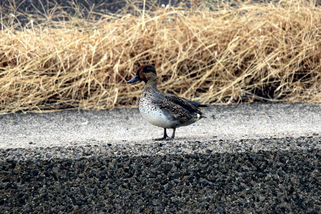 渡り鳥の画像