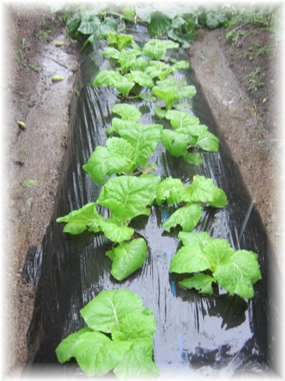 娃々菜 2011年8月21日