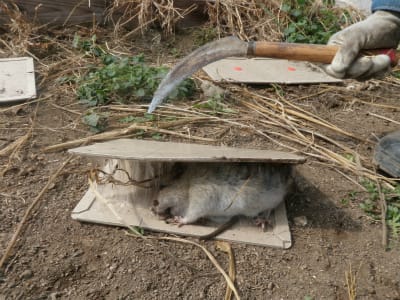 モグラ ネズミ対策 無農薬 自然菜園 自然農法 自然農 で 自給自足life 持続可能で豊かで自然な暮らしの分かち合い