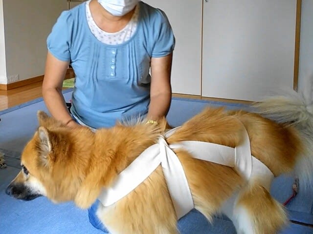 ふありんも お灸体験 マテやでぇ 雑種犬 風 ふう のひとりごと