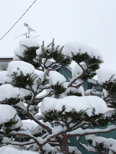 マツの雪化粧