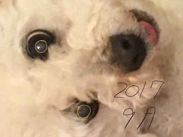 瞳孔不同 いつから 過去数千枚の写真を遡ってチェック シニア犬 眼病 白内障 左右で大きさが違う トイプードルのミルビビ日記