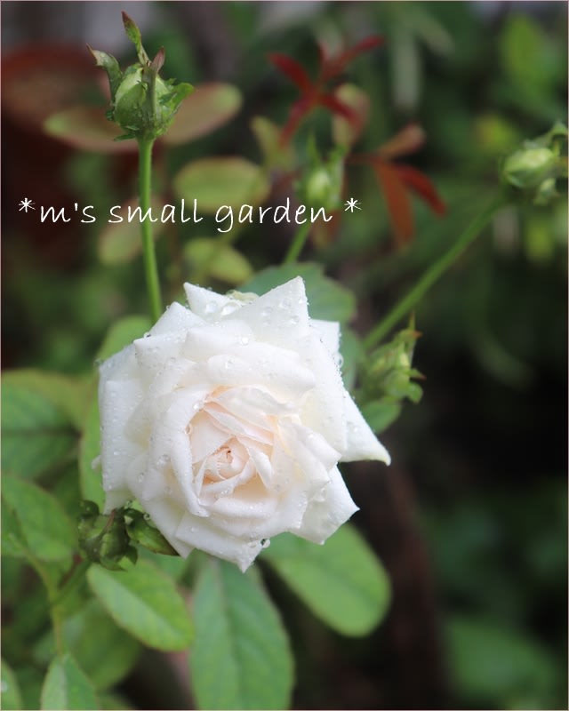 バラ」のブログ記事一覧-＊ m's small garden ＊ ＜milky-mamaの小さな庭＞