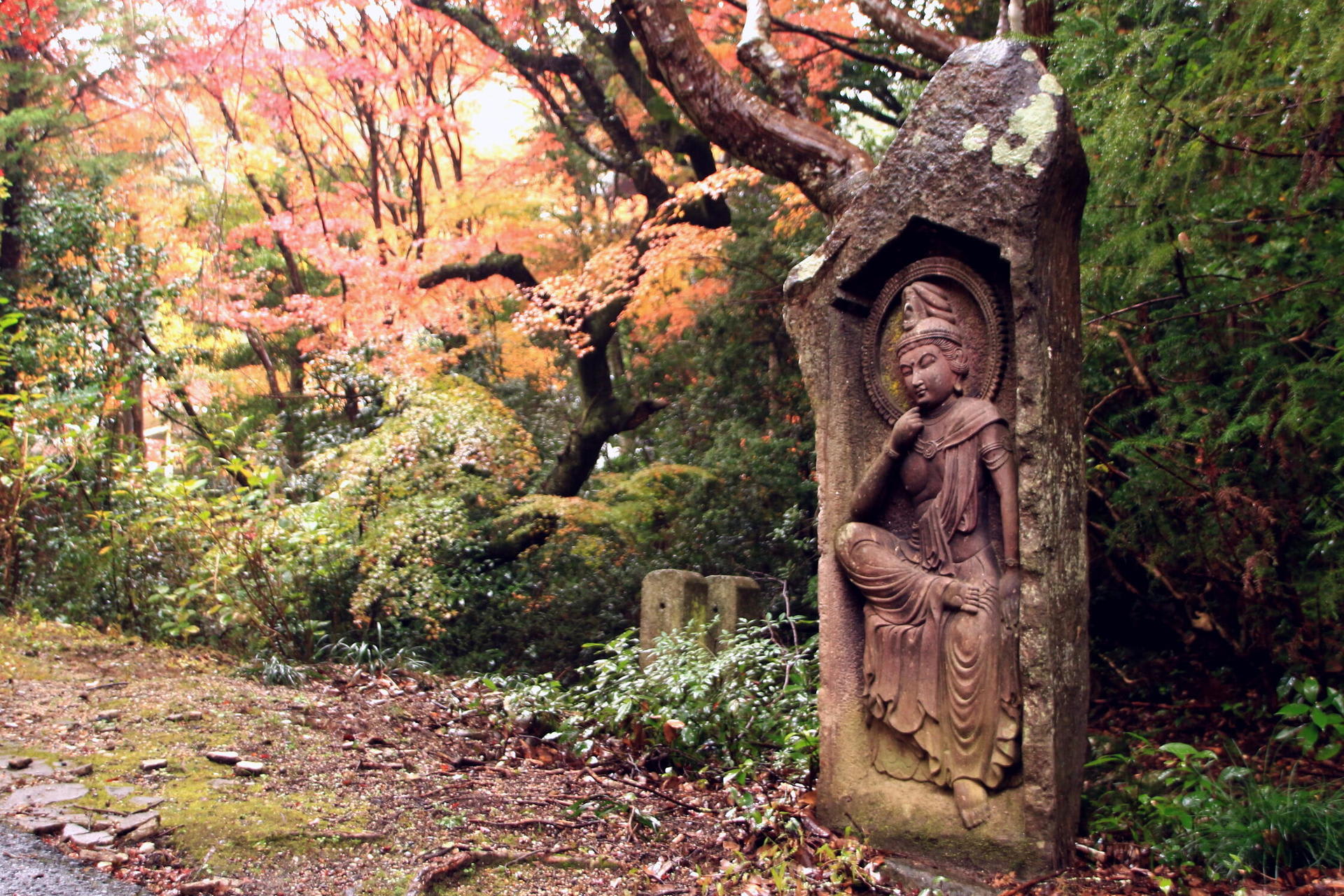 雨の中の紅葉の画像