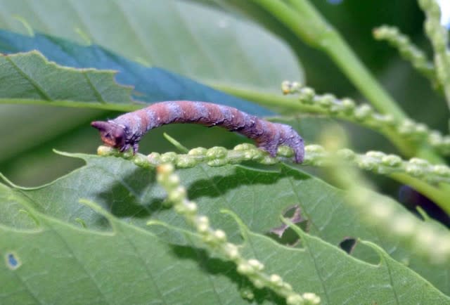 シャクガ 尺蛾 の幼虫 尺取虫です 温泉ドラえもんのブログ